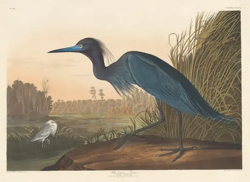 Blue Crane or Heron, by Robert Havell Jr.