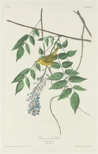 Blue-eyed Yellow Warbler, by Robert Havell Jr.