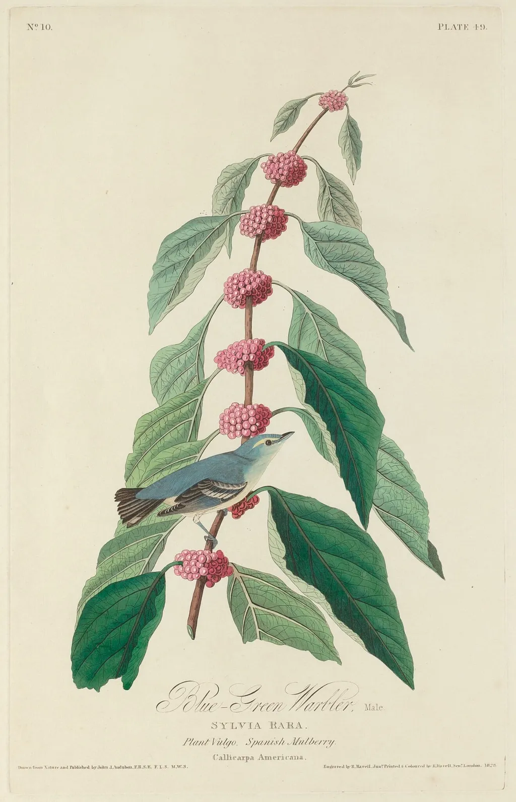 Blue-green Warbler, by Robert Havell Jr., ink, 1828