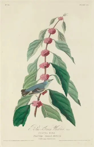 Blue-green Warbler, by Robert Havell Jr.
