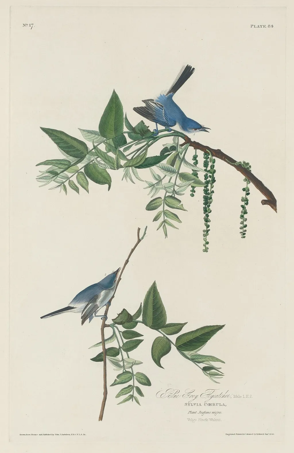 Blue-grey Flycatcher, by Robert Havell Jr., ink, 1830