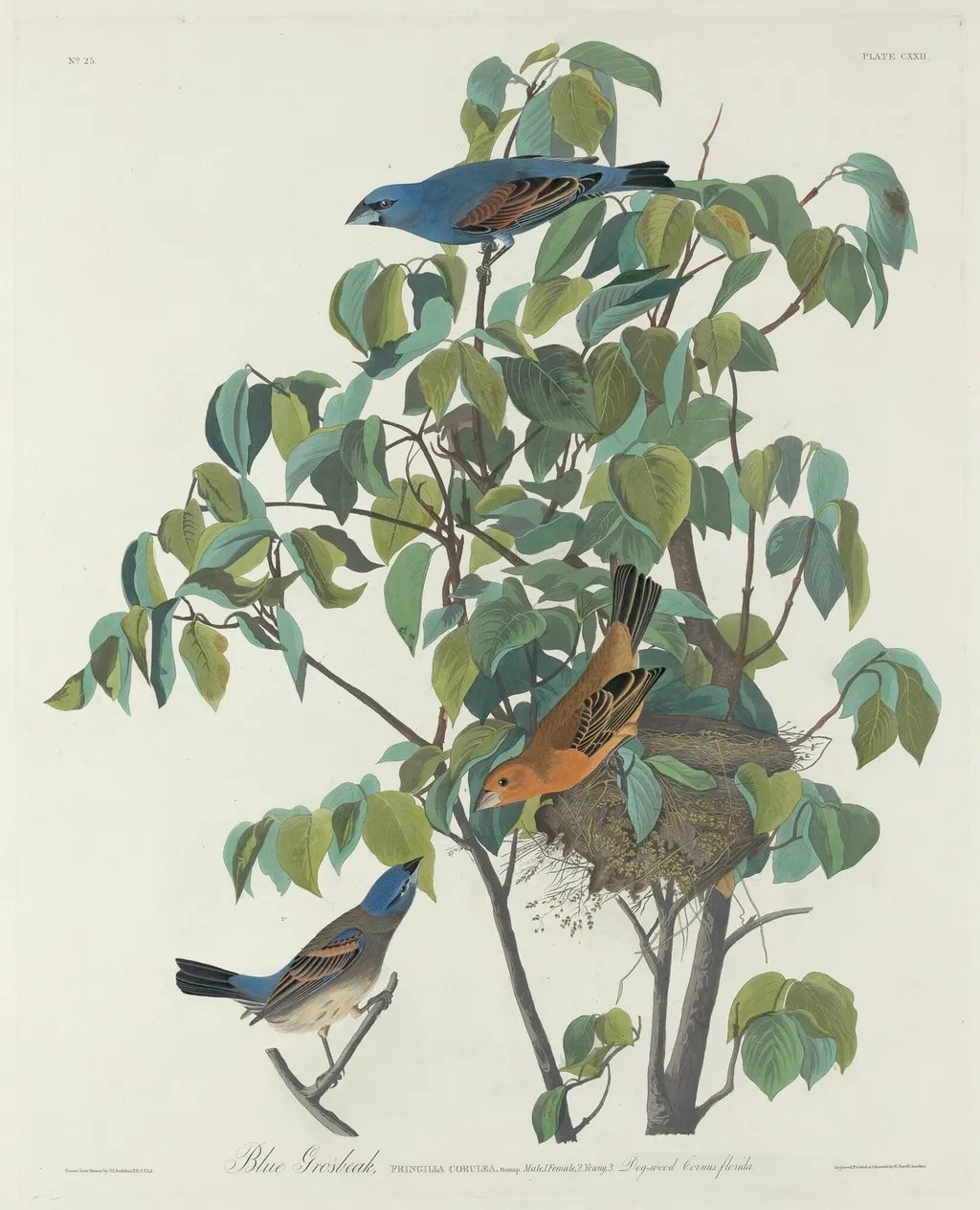Blue Grosbeak, by Robert Havell Jr., ink, 1831