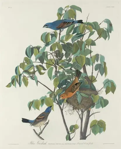 Blue Grosbeak, by Robert Havell Jr.