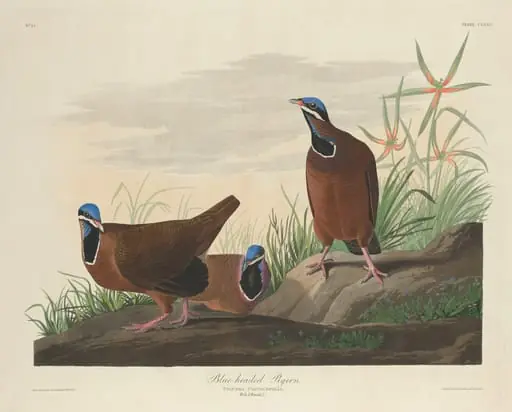 Blue-headed Pigeon, by Robert Havell Jr.