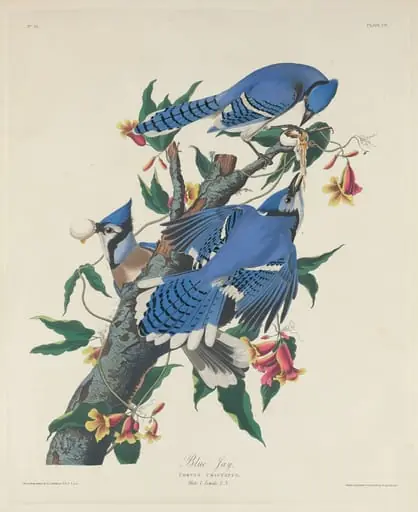 Blue Jay, by Robert Havell Jr.