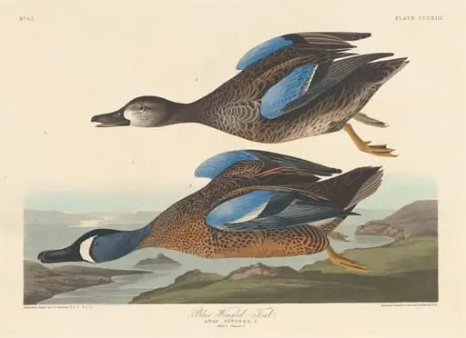 Blue-winged Teal, by Robert Havell Jr.