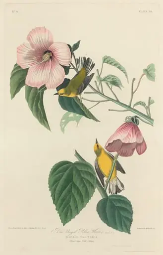 Blue-winged Yellow Warbler, by Robert Havell Jr.