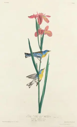 Blue Yellow-backed Warbler, by Robert Havell Jr.