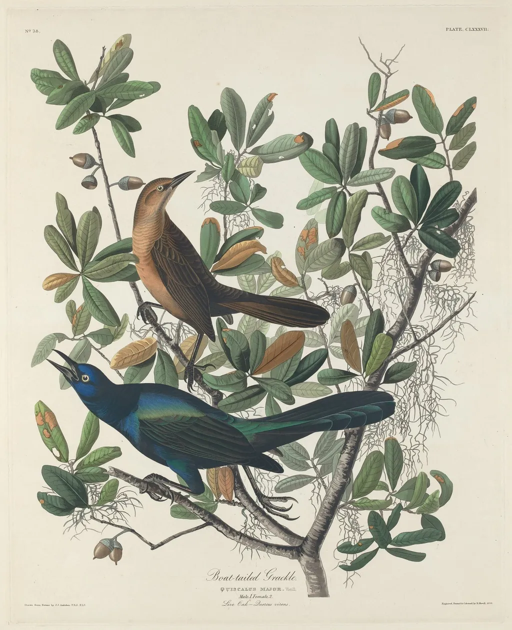 Boat-tailed Grackle, by Robert Havell Jr., ink, 1834
