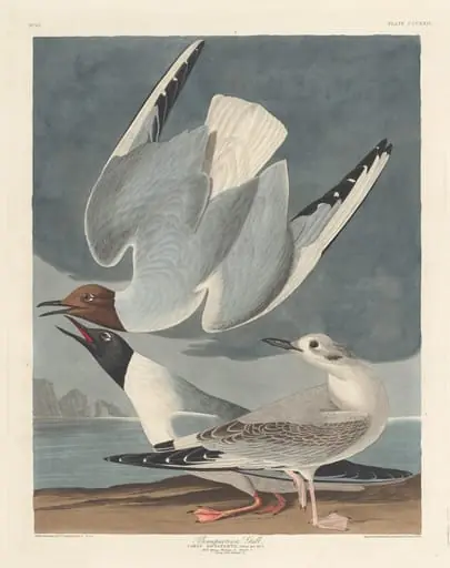 Bonapartian Gull, by Robert Havell Jr.