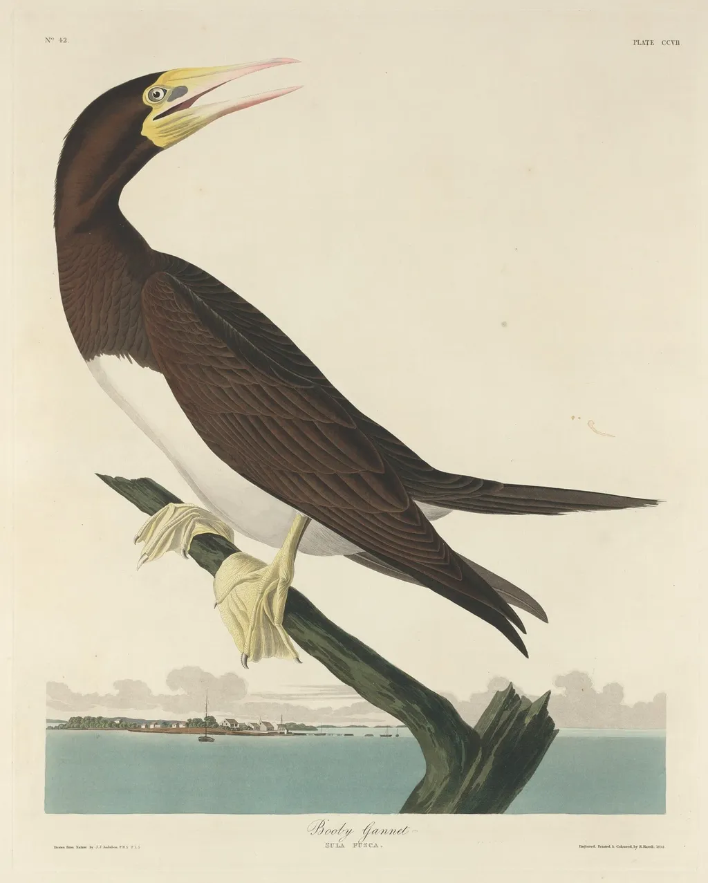 Booby Gannet, by Robert Havell Jr., ink, 1834