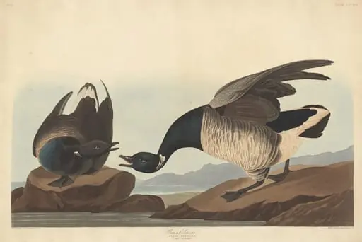 Brant Goose, by Robert Havell Jr.