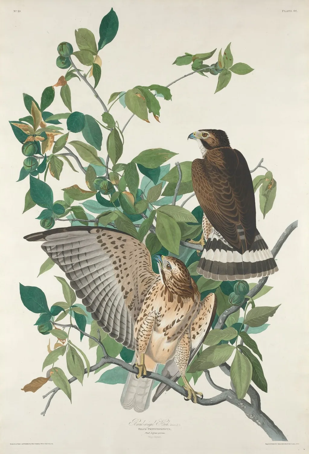 Broad-winged Hawk, by Robert Havell Jr., ink, 1830