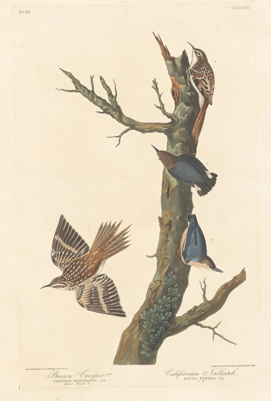 Brown Creeper and Californian Nuthatch, by Robert Havell Jr., ink, 1838