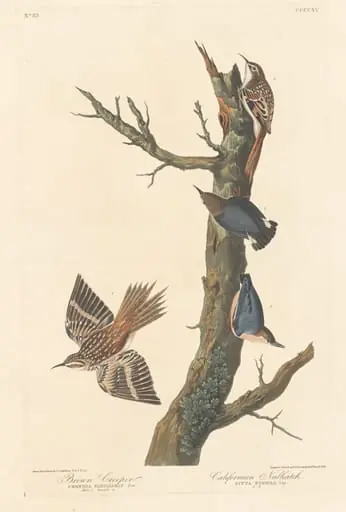 Brown Creeper and Californian Nuthatch, by Robert Havell Jr.