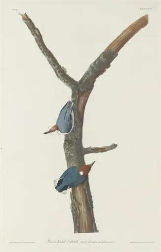 Brown-Headed Nuthatch, by Robert Havell Jr.