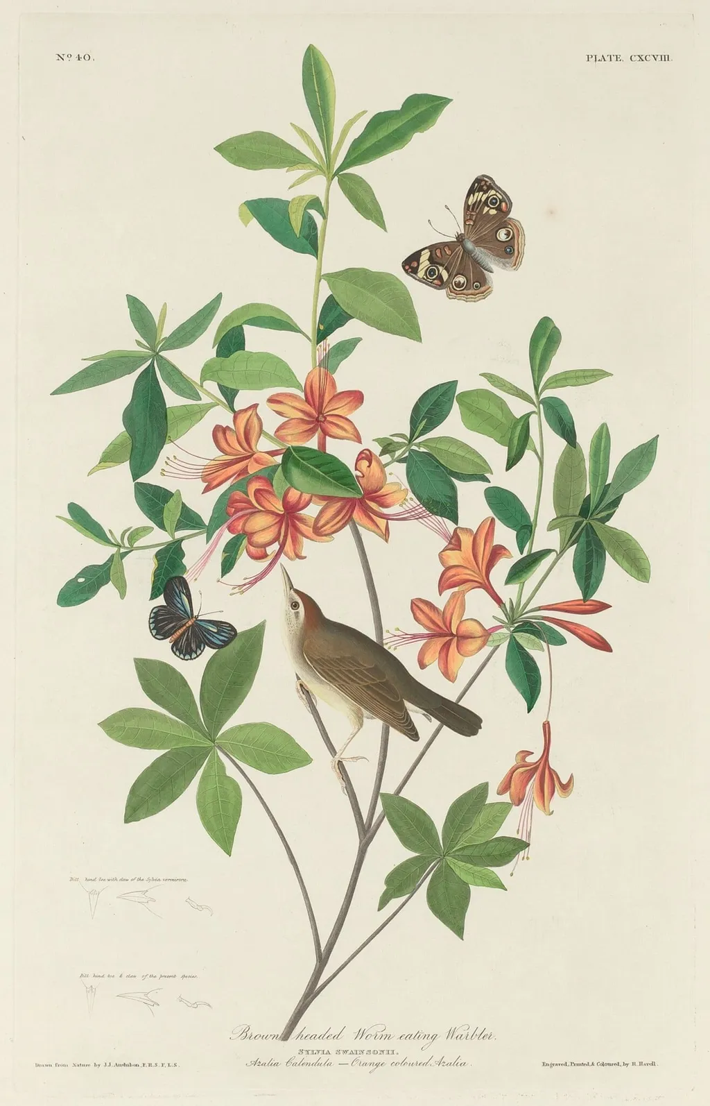 Brown-headed Worm-eating Warbler, by Robert Havell Jr., ink, 1834