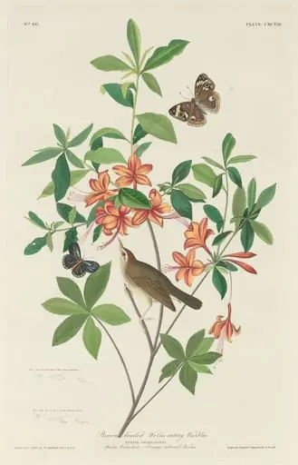 Brown-headed Worm-eating Warbler, by Robert Havell Jr.