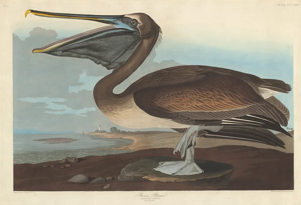 Brown Pelican, by Robert Havell Jr., ink, 1838
