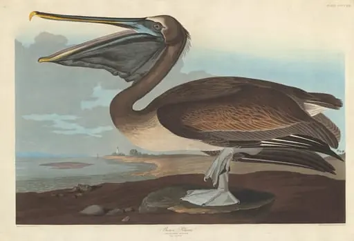 Brown Pelican, by Robert Havell Jr.