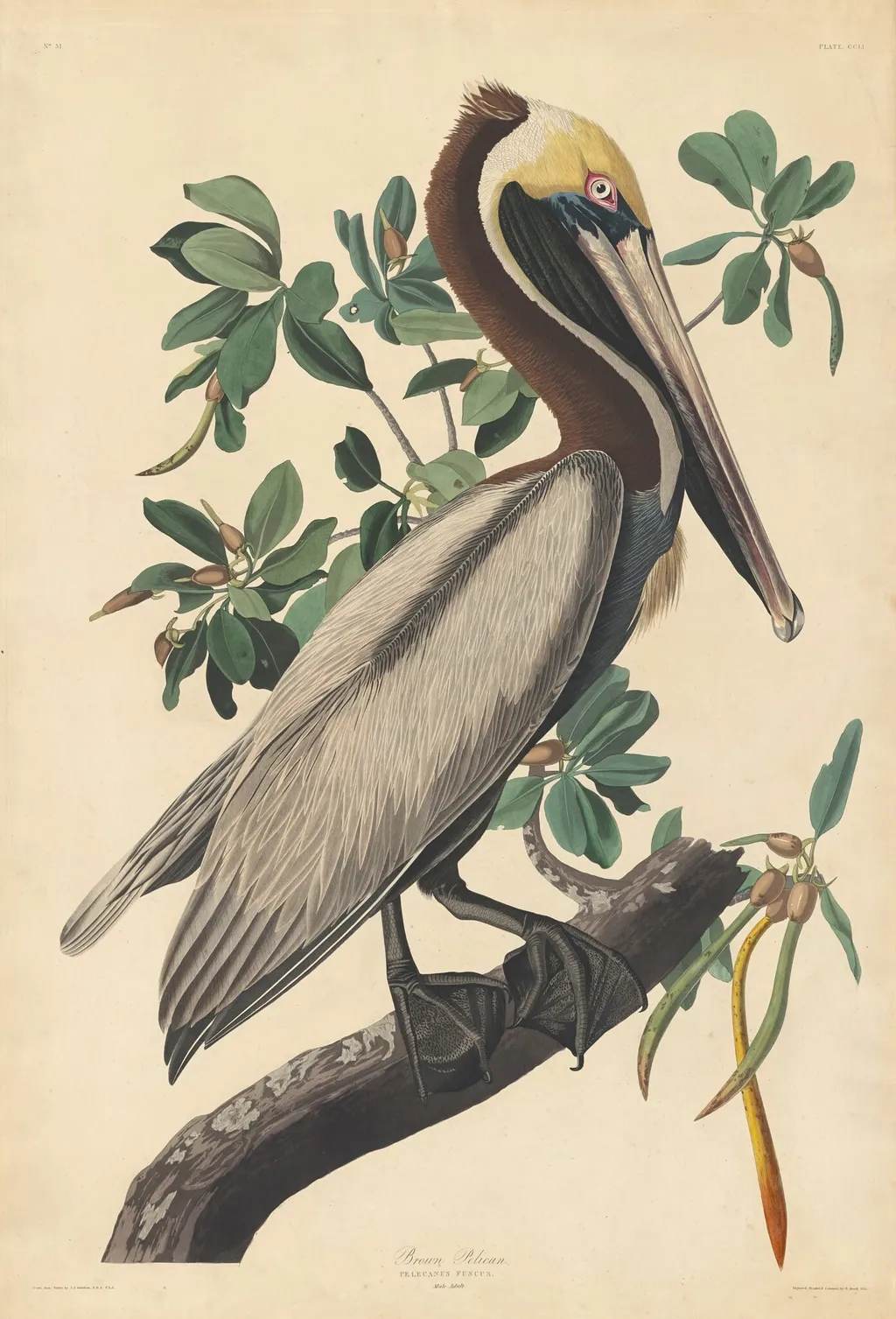 Brown Pelican, by Robert Havell Jr., ink, 1835