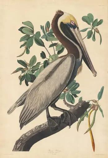 Brown Pelican, by Robert Havell Jr.