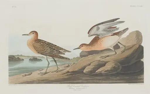 Buff-breasted Sandpiper, by Robert Havell Jr.
