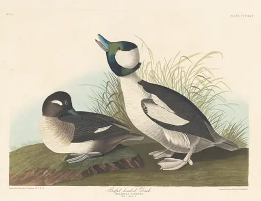Buffel-headed Duck, by Robert Havell Jr.