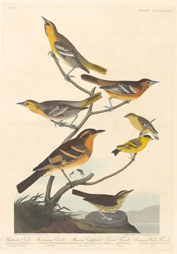 Bullock's Oriole, Baltimore Oriole, Mexican Goldfinch and Varied Thrush, by Robert Havell Jr.