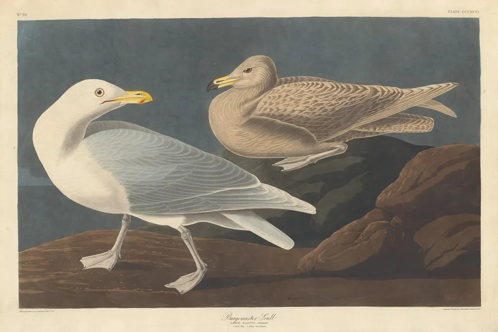 Burgomaster Gull, by Robert Havell Jr., ink, 1837
