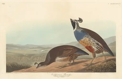 Californian Partridge, by Robert Havell Jr.