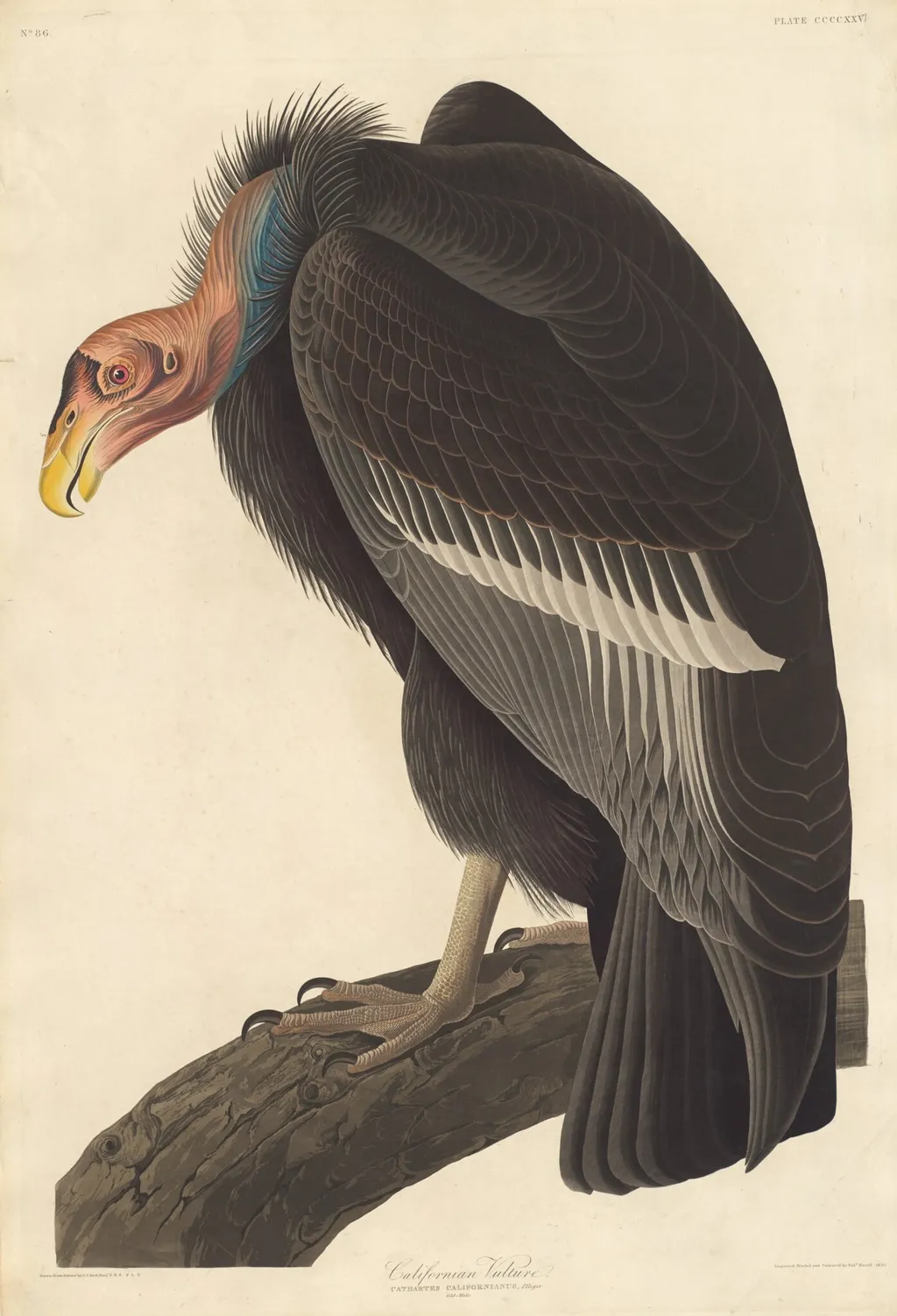 Californian Vulture, by Robert Havell Jr., ink, 1838