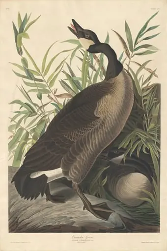 Canada Goose, by Robert Havell Jr.