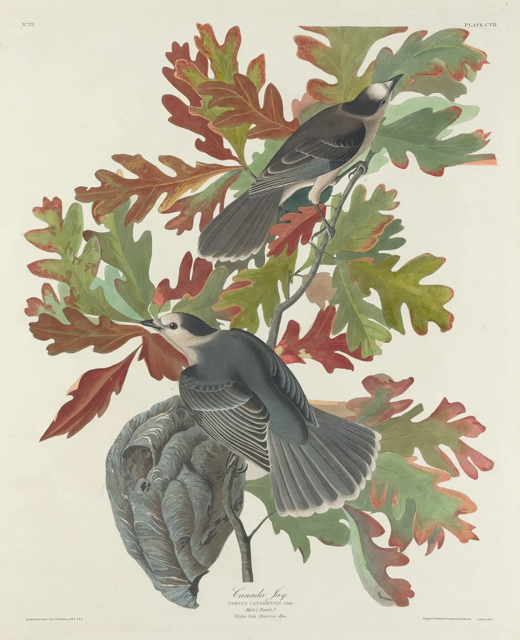 Canada Jay, by Robert Havell Jr., ink, 1831