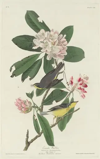 Canada Warbler, by Robert Havell Jr.