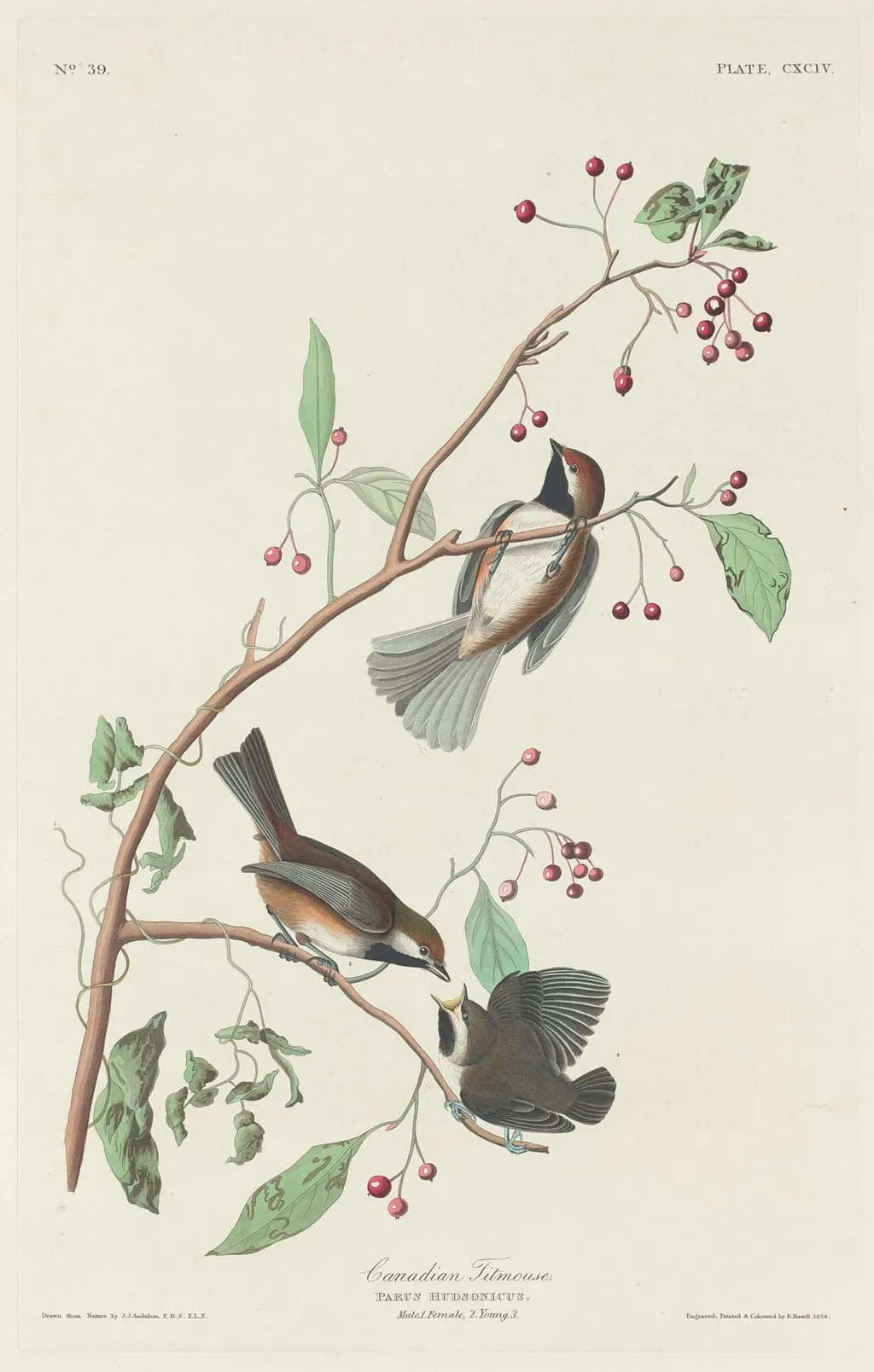 Canadian Titmouse, by Robert Havell Jr., ink, 1834