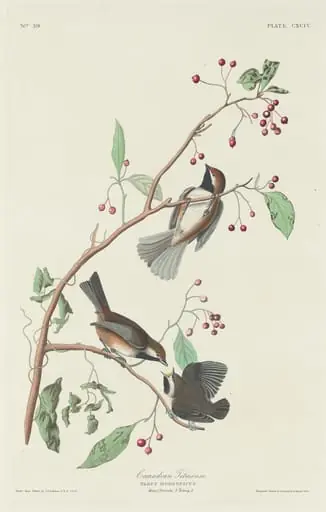 Canadian Titmouse, by Robert Havell Jr.