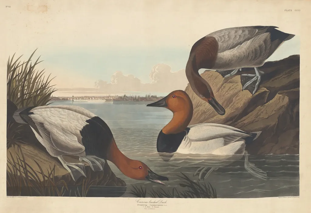 Canvas-backed Duck, by Robert Havell Jr., ink, 1836