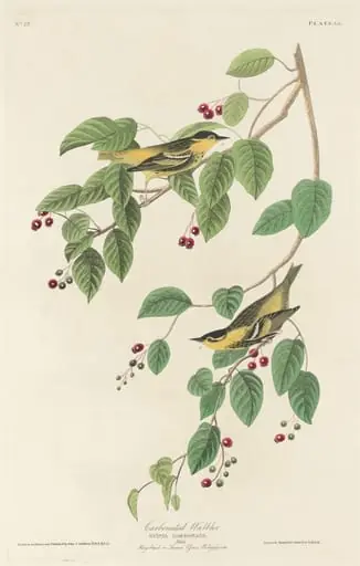 Carbonated Warbler, by Robert Havell Jr.
