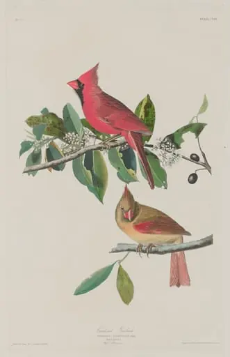 Cardinal Grosbeak, by Robert Havell Jr.