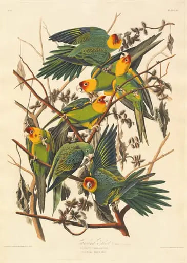 Carolina Parrot, by Robert Havell Jr.