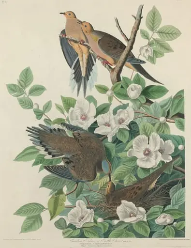 Carolina Pigeon or Turtle Dove, by Robert Havell Jr.