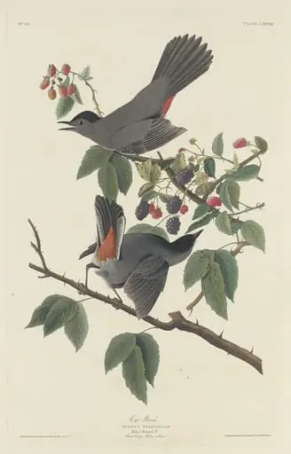 Cat Bird, by Robert Havell Jr.