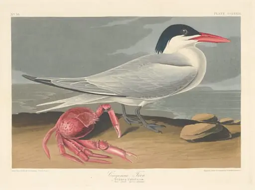 Cayenne Tern, by Robert Havell Jr.