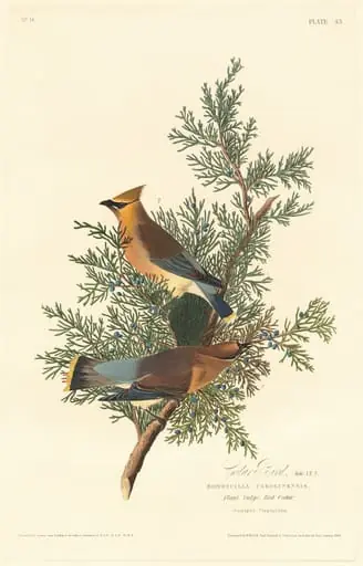 Cedar Bird, by Robert Havell Jr.