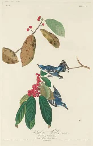 Cerulean Warbler, by Robert Havell Jr.