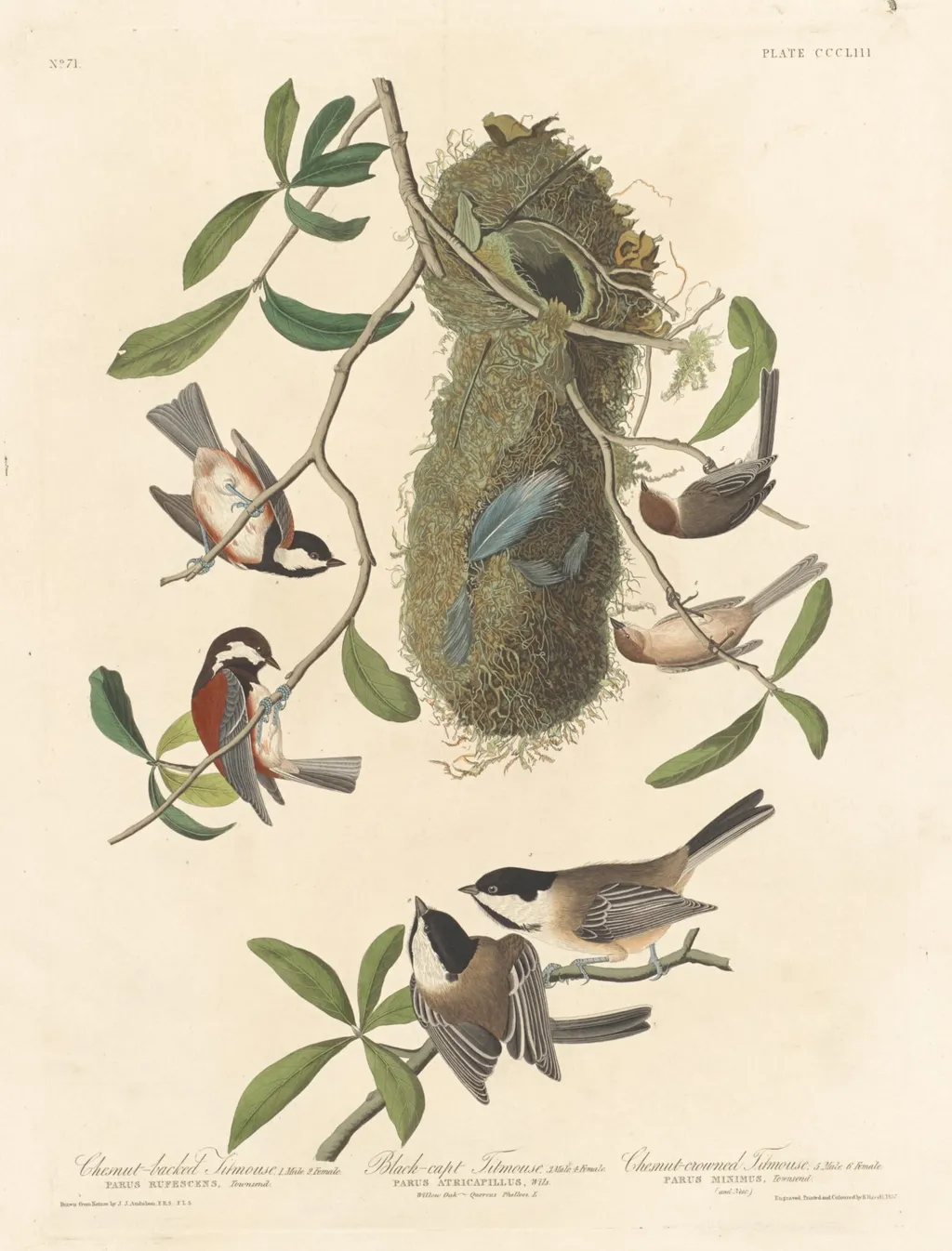Chestnut-backed Titmouse, Black-capped Titmouse and Chestnut-crowned Titmouse, by Robert Havell Jr., ink, 1837