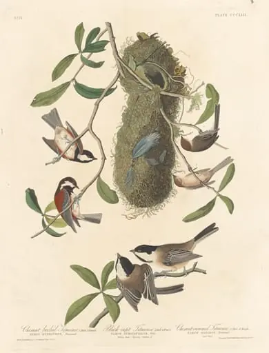 Chestnut-backed Titmouse, Black-capped Titmouse and Chestnut-crowned Titmouse, by Robert Havell Jr.