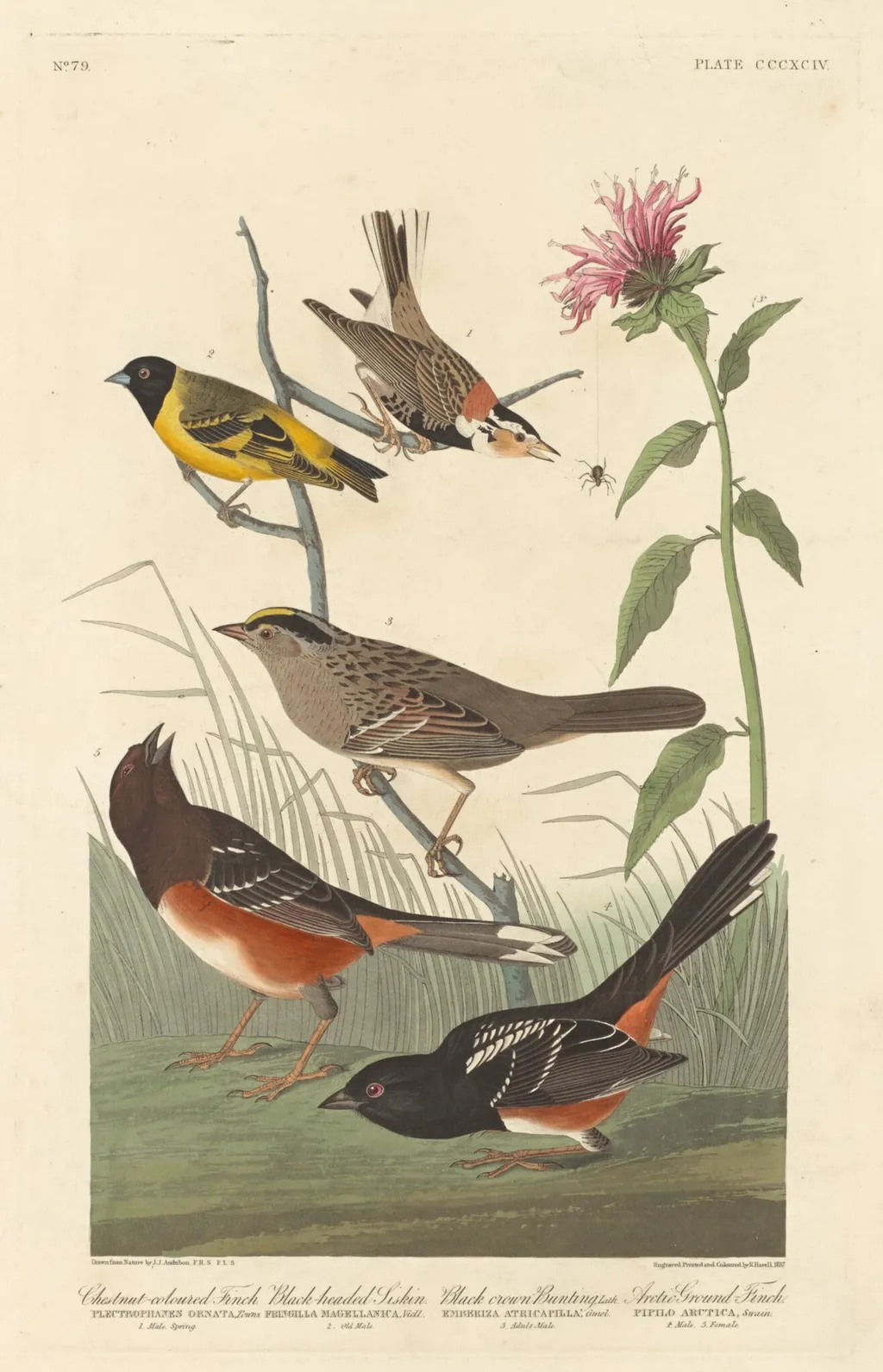 Chestnut-colored Finch, Black-headed Siskin, Black Crown Bunting and Arctic Ground Finch, by Robert Havell Jr., ink, 1837