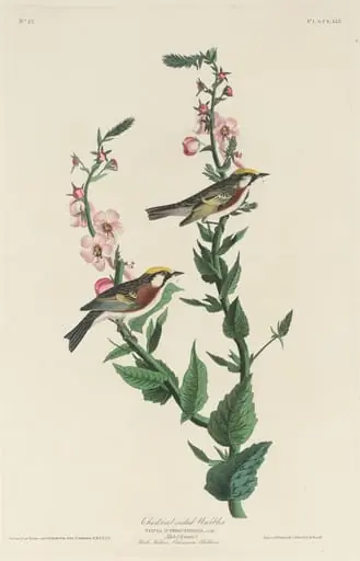 Chestnut-sided Warbler, by Robert Havell Jr.